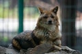 Jackal Resting on a Rock Royalty Free Stock Photo