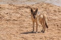 Jackals in the dunes of the Namib Desert, Swakopmund, Namibia