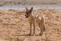 Jackals in the dunes of the Namib Desert, Swakopmund, Namibia