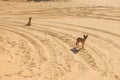 Jackals in the dunes of the Namib Desert, Swakopmund, Namibia