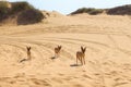 Jackals in the dunes of the Namib Desert, Swakopmund, Namibia