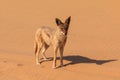 Jackals in the dunes of the Namib Desert, Swakopmund, Namibia