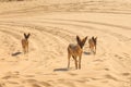 Jackals in the dunes of the Namib Desert, Swakopmund, Namibia