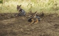 Jackals in Lake Nakuru, Kenya Royalty Free Stock Photo