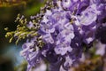 Jackaranda blooming in the garden Royalty Free Stock Photo