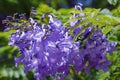 Jackaranda purple flowers in the street. Royalty Free Stock Photo