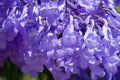 Jackaranda purple flowers in the street. Royalty Free Stock Photo