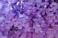 Jackaranda purple flowers in the street. Royalty Free Stock Photo