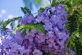 Jackaranda purple flowers in the street. Royalty Free Stock Photo