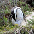 Jackass or Black-footed penguin (Spheniscus demersus) on Boulders Beach in Cape Town : (pix Sanjiv Shukla) Royalty Free Stock Photo