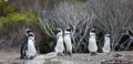 Jackass Penguin or African Penguin, spheniscus demersus, Group of Adults, Colony at Betty`s Bay in South Africa Royalty Free Stock Photo