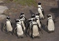 Jackass Penguin or African Penguin, spheniscus demersus, Group of Adults, Colony at Betty`s Bay in South Africa Royalty Free Stock Photo
