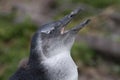 Penguin, Betty`s Bay, South Africa