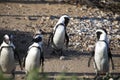 Jackass Penguin Colony living in the wild at Stony Point National Reserve in Betty`s Bay on the fynbos coast of South Africa Royalty Free Stock Photo