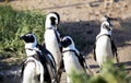 Jackass Penguin Colony at Stony Point National Reserve in Betty`s Bay on the South African Fynbos Coast Royalty Free Stock Photo