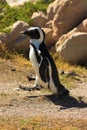 Penguin (Demersus Spheniscus) Royalty Free Stock Photo