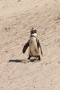 Jackass penguin striding down the beach