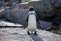Jackass penguin on top of a rock in the Stony Point National Reserve at Betty`s Bay on the South African fynbos coast Royalty Free Stock Photo