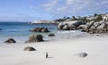 A Penguin walking on the beach