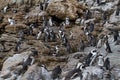 Penguins, Betty`s Bay, South Africa
