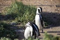 Jackass penguins relaxing at Stony Point National Reserve in Betty`s Bay on the fynbos coast of South Africa Royalty Free Stock Photo