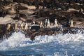 Jackass penguins standing on the rocks at Seal Island Royalty Free Stock Photo