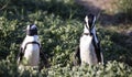 Jackass penguins at Stony Point National Reserve in Betty`s Bay on the fynbos coast of South Africa Royalty Free Stock Photo