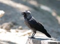 Jackdaw