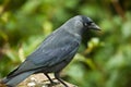 Jackdaw. Royalty Free Stock Photo