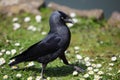 Jackdaw Royalty Free Stock Photo