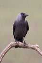 Jackdaw bird Royalty Free Stock Photo