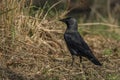 Jackdaw bird with black feathers in green dry spring grass in sunny day Royalty Free Stock Photo