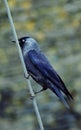 Jackdaw bird clinging on to nautical rope. Royalty Free Stock Photo