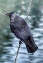 Jackdaw bird clinging on to nautical rope.