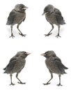 Jackdaw bird close-up isolated on a white background