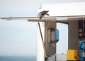 Jackdaw bird looking for food scraps at Scheveningen beach, Holland Royalty Free Stock Photo