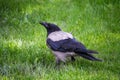 Jackdaw bird with open beak goes on green lawn in public park