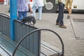 jackdaw bird pecks a crust of bread at a bus station among the crowd Royalty Free Stock Photo