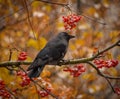 Jackdaw bird at rowan tree Royalty Free Stock Photo