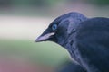 jackdaw bird's profile with forest background
