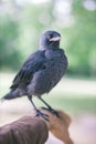 jackdaw bird standing on man's arm