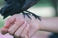 jackdaw bird standing on woman& x27;s fingers