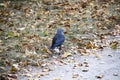 A jackdaw bird walks and searching a food. The jackdaw is walking on the ground at the autumn Royalty Free Stock Photo