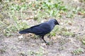 A jackdaw bird walks and searching a food. The jackdaw is walking on the ground at the autumn Royalty Free Stock Photo