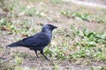 A jackdaw bird walks and searching a food. The jackdaw is walking on the ground at the autumn Royalty Free Stock Photo