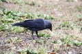 A jackdaw bird walks and searching a food. The jackdaw is walking on the ground at the autumn Royalty Free Stock Photo