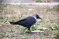 A jackdaw bird walks and searching a food. The jackdaw is walking on the ground at the autumn Royalty Free Stock Photo