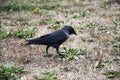 A jackdaw bird walks and searching a food. The jackdaw is walking on the ground at the autumn Royalty Free Stock Photo