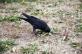 A jackdaw bird walks and searching a food. The jackdaw is walking on the ground at the autumn Royalty Free Stock Photo