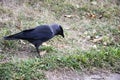 A jackdaw bird walks and searching a food. The jackdaw is walking on the ground at the autumn Royalty Free Stock Photo
